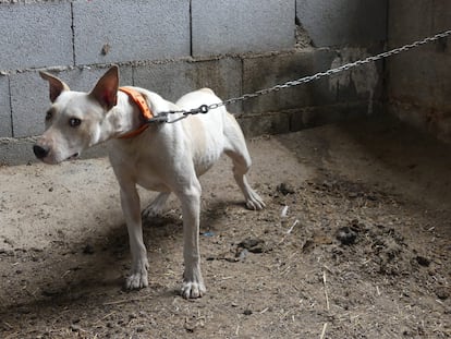 Uno de los perros rescatados de una rehala en Güejar Sierra.