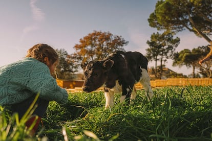 La granja More Holstein, en Bétera (Valencia), es la primera de Europa con la prestigiosa certificación B Corp. Se concede a las empresas que cumplen con rigurosos estándares de desempeño social y ambiental, transparencia pública y responsabilidad legal.