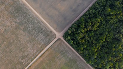 Fragmento da floresta amazônica junto a campos de soja en Belterra, estado de Pará, Brasil.