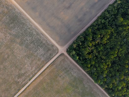 Un fragmento de la selva amazónica junto a campos de soja en Belterra, en el Estado de Pará, Brasil.