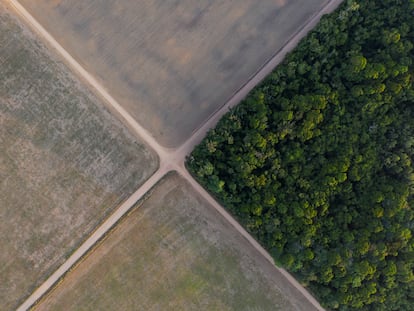 Fragmento da floresta amazônica junto a campos de soja en Belterra, estado de Pará, Brasil.