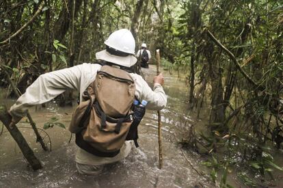 La Laguna Mayor de los Pantanos de Villa rodeada de totora. Más de 200 especies de aves y 13 de peces viven en este ecosistema.