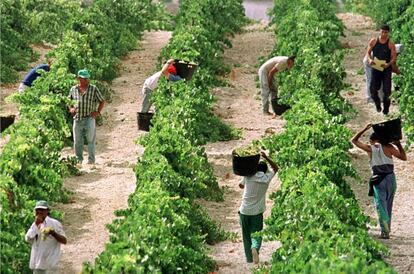 España recibe unos 5.160 millones de ayuda a la agricultura. / Jaro Muñoz