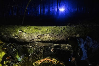 Un refugiado es rescatado en un bosque cerca de la frontera de Polonia con Bielorrusia.