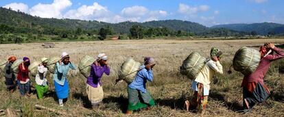 Mujeres de la tribu Tiwa transportan Maiphurs (bolsas de arroz) en su granja en el distrito de Karbi Anglong, en el estado de Assam (India). 