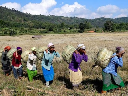 Mulheres da tribo Tiwa transportam Maiphurs (bolsas de arroz) em sua fazenda no distrito de Karbi Anglong, no estado de Assam (Índia).