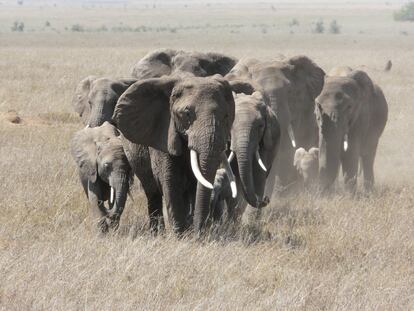 Manada de elefantes en el parque del Serengueti, en Tanzania, en 2011.