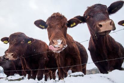 Vacas en Denby Dale (Inglaterra) se comen la nieve que ha caído fruto del fuerte temporal de frío que afecta a Europa.  