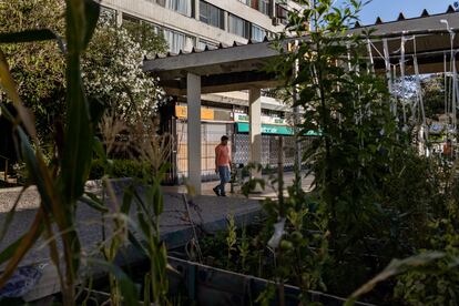 Un residente de las Torres de Tajamar camina entre los cultivos del huerto urbano.