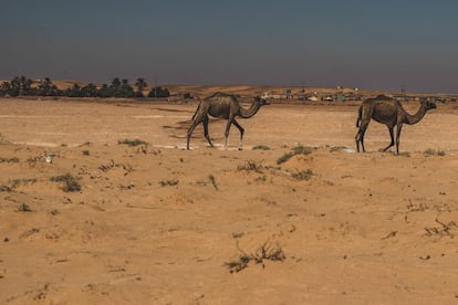 La canasta básica que recibe la población refugiada en los campamentos saharauis en Tinduf es rica en carbohidratos y pobre en proteína. A veces, comen carne de camello, beben leche de cabra y reciben dos huevos al mes. Pero el clima extremo para la cría de animales y la agricultura, así como la absoluta dependencia de la ayuda humanitaria para sobrevivir desde hace casi medio siglo, han puesto a prueba su salud.