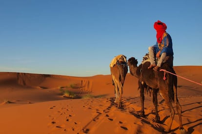 Caravana de camellos en el desierto del Sáhara (Marruecos).