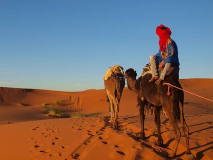 Caravana de camellos en el desierto del Sáhara (Marruecos).