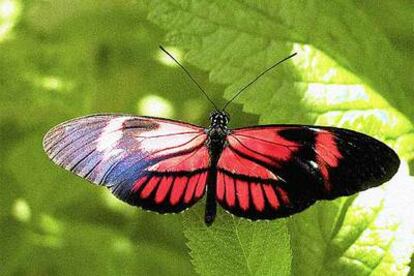 La <i>Heliconius clysonimus</i> vive en los Andes, a más de 1.500 metros de altitud.