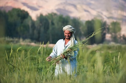 Cosecha de trigo en Shahr-e-Zarok (Afganistán). El Hindu Kush Himalaya podría revertir la situación de miseria de gran parte de sus habitantes. En concreto, gracias a su potencial hidroeléctrico, de unos 500 gigavatios, según esta investigación, suficiente para suministrar energía a 500 millones de hogares de la región.