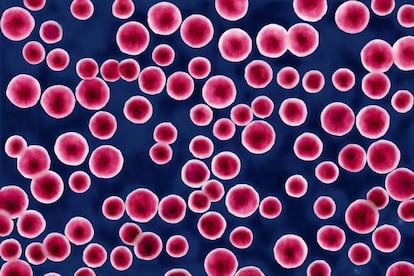 <p>La causa la bacteria <em>neisseria gonorrhoeae</em> y, aunque era una enfermedad casi olvidada, está en aumento. Según los datos del ISCIII en 2015 se contabilizaron un total de 5.170 diagnósticos (11,14 casos por cada 100.000 habitantes), algo que presenta una situación epidemiológica "de incremento continuo en la tasa de incidencia desde 2010", explica en el estudio. Las tasas de incidencia en hombres son superiores a las de mujeres en todos los grupos de edad. Las más elevadas son entre los 20 y los 24 años (54,8 casos por 100.000 habitantes en hombres y 8,4 en mujeres), seguidas del grupo de 25-34 años (50,8 en hombres y 5,3 en mujeres).</p> <p><strong>Síntomas en las mujeres:</strong> aunque los primeros síntomas pueden ser leves, con el tiempo pueden sufrir hemorragias entre reglas, secreciones vaginales e incluso desarrollar la enfermedad inflamatoria pélvica que cause problemas de fertilidad.</p> <p><strong>Síntomas en los hombres:</strong> puede ser asintomática, aunque también puede causar dolor al orinar y secreción en el pene.</p> <p><strong>Tratamiento:</strong> antibióticos para ambos.</p>