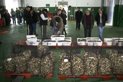 Almejas dispuestas para la subasta, en la lonja de Placeres (Pontevedra), tras ser depuradas en la batea de Aldán.