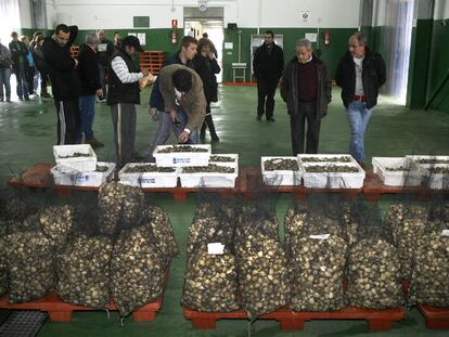 Almejas dispuestas para la subasta, en la lonja de Placeres (Pontevedra), tras ser depuradas en la batea de Aldán.