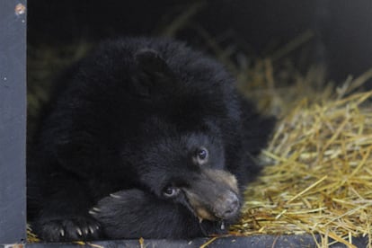 Ejemplar de oso negro de Alaska.