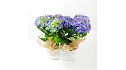 regalar flores por el Día de la Madre es un detalle muy especial.