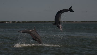 newletter feministas delfin con clítoris