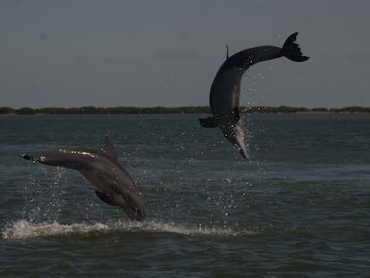 newletter feministas delfin con clítoris