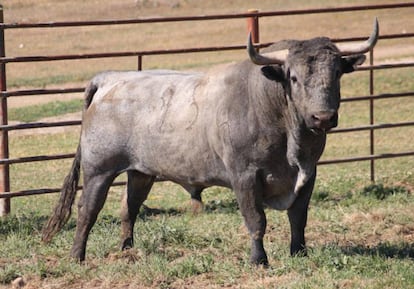 'Mecedor', uno de los toros de Victorino Martín reseñados para el Domingo de Ramos en Las Ventas.