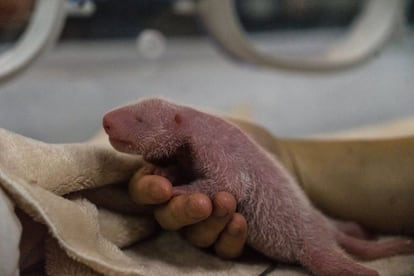 Un veterinario sostiene a la hembra de tres días de edad de un panda gigante en una incubadora del Centro de Crianza de Panda Gigante de Chengdu (China), el 2 de julio de 2017. Cuando nace un cachorro de panda gigante, es rosado, ciego y desdentado, y suele pesar entre los 90 a 130 gramos.