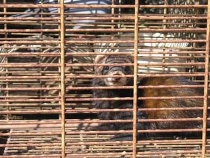 La captura accidental de otras especies en trampas autorizadas de control de predadores no se considera ilegal, a no ser que se pruebe la intencionalidad de la misma.