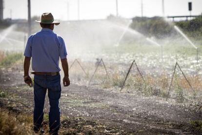 Un agricultor en los regadíos de la zona de Nueva Jarilla (Jérez)