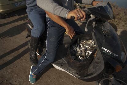 Hombres transportan en moto el pescado recién recolectado en el despesque en los esteros del Carrascón en San Fernando, Cádiz.