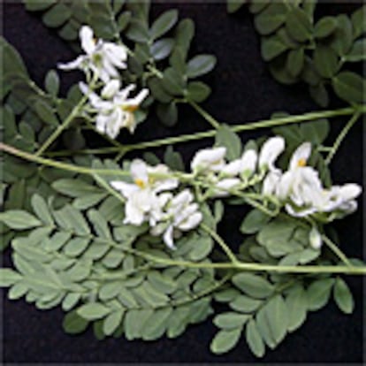 Moringa Oleifera, árbol originario del norte de la India