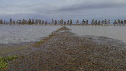 Arrossars del delta de l'Ebre inundats d'aigua de mar.