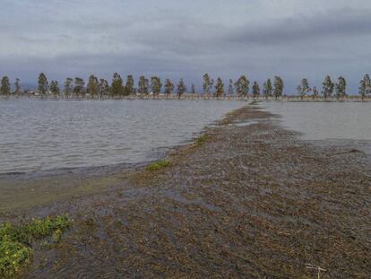 Arrossars del delta de l'Ebre inundats d'aigua de mar.
