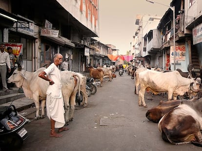 Vacas en una calle de India.