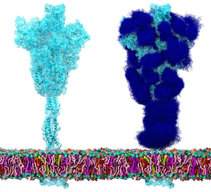 La proteína espícula del SARS-CoV-2 'desnuda' (izquierda) y recubierta del glaseado de glicanos (azúcares) que la protegen y la esconden de nuestro sistema inmunitario (derecha).