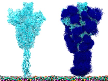 A proteína espícula do SARS-CoV-2 'nua' (à esquerda) e coberta com a camada de glicanos (açúcares) que a protegem e a escondem de nosso sistema imunológico (direita).