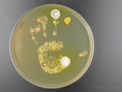 Bacterias de la mano de una niña, tras tocar una placa de agar con medio de cultivo para las bacterias y dejarla incubar unos días.