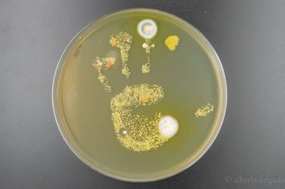 Bacterias de la mano de una niña, tras tocar una placa de agar con medio de cultivo para las bacterias y dejarla incubar unos días.