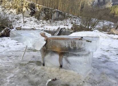 Un zorro congelado en un cubo de hielo, a las orillas del Danubio, en Fridingen (Alemania).