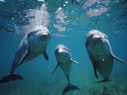 Bottlenose dolphins could use their seventh sense to orient themselves by following the Earth’s magnetic field.