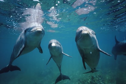 Delfines Comportamientos