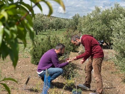 Carlos y Samuel, investigadores del proyecto Olivares Vivos observan algunos insectos en uno de los árboles plantados para su estudio.