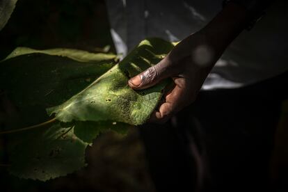 Hojas del árbol en peligro de extinción Cordia millenii, endémico de la parte de Uganda donde se va a construir el proyecto.