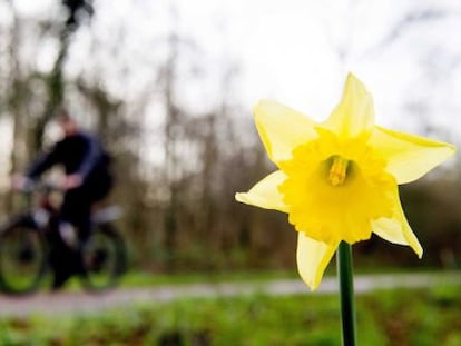 Un narciso en Heilo, Países Bajos.