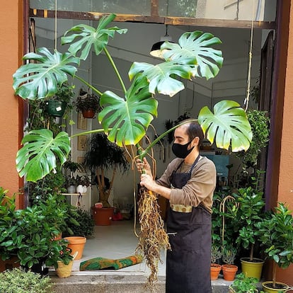 Plantas Luego Existes abastece de plantas tropicales al céntrico barrio de La Latina. 