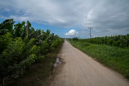 A pocos kilómetros de la localidad hondureña de San Pedro Sula se encuentra la pequeña comunidad de La Metálica, cuyo acceso está rodeado por kilómetros de plantaciones bananeras. Se trata de una de las zonas más afectadas por las inundaciones provocadas por los recientes huracanes Eta e Iota. 