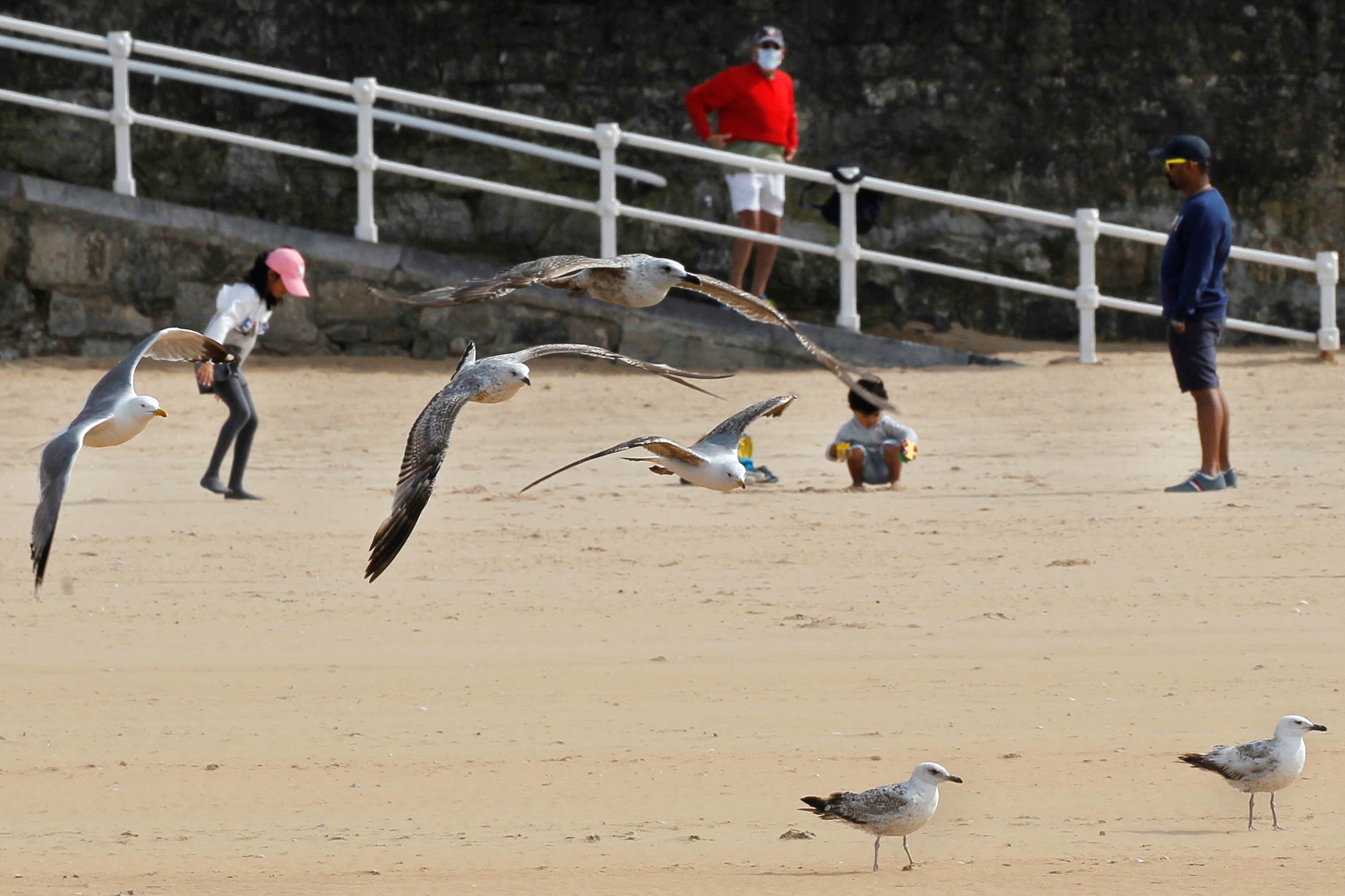 Las gaviotas en Gijón (unas roban y otras ya no)