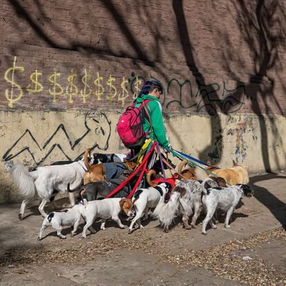 Pluriempleo o horas extras.
Muchos argentinos tienen más de un empleo o necesitan hacer horas extra para llegar a fin de mes. Es el caso de Romina, una de las paseadoras de perros de Buenos Aires. Este año tuvo que sumar dos perros más a los 12 que ya sacaba cada día a pasear para conservar sus ingresos. “Romina me dijo que no podía subir el precio del servicio al mismo ritmo que la inflación porque perdía clientes, algo que pasa con muchos servicios”, detalla Werning. Lleva un arnés para protegerse la espalda, pero aún así es consciente de que el tironeo de tantos animales supone un gran desgaste físico y se está capacitando para ser peluquera canina.