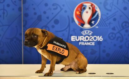 Perro antiexplosivos en la entrada de la sede del sorteo para la Eurocopa.