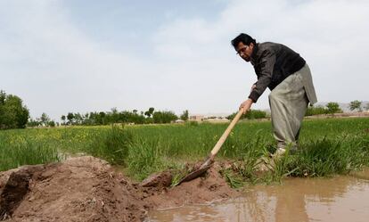 Un agricultor afgano trabaja en un campo irrigado recientemente.